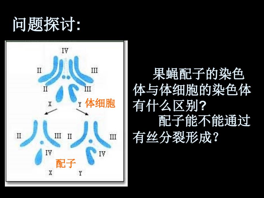 基因和染色体的关系减数分裂和受精作用_第2页