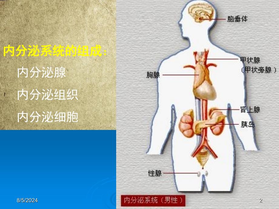 内分泌系统疾病课件_第2页