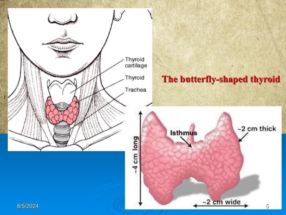 内分泌系统疾病课件_第5页