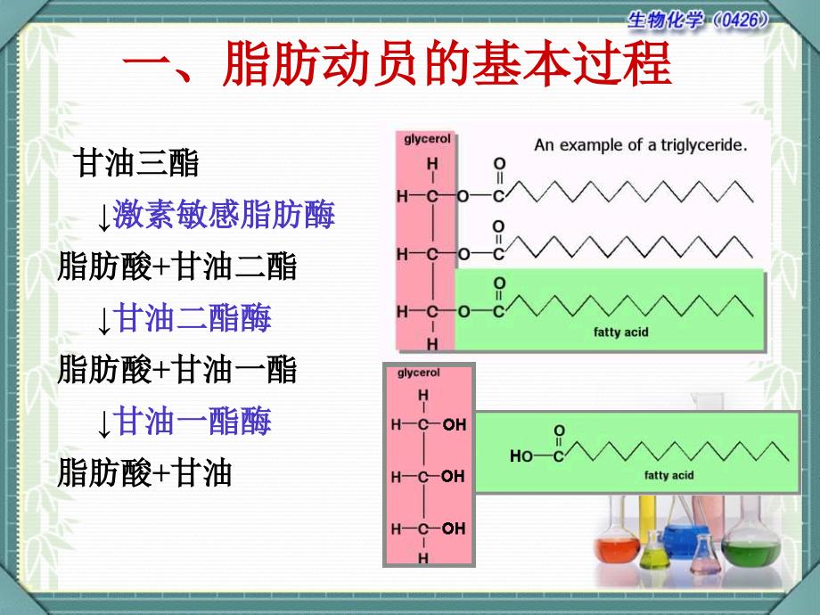 60生物化学之脂代谢_第4页