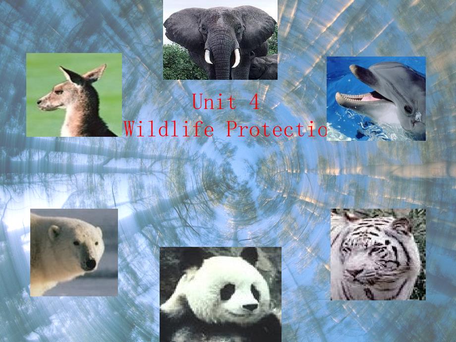 人教版高中英语必修二Unit4WildlifeprotectionWarmingupReading共48张PPT_第1页