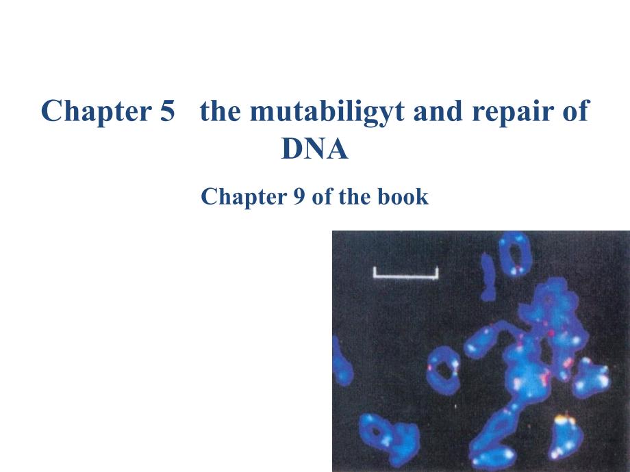 分子生物学课件chapter5DNA的变性与修复_第1页