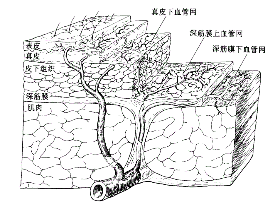 皮瓣显微外科_第3页