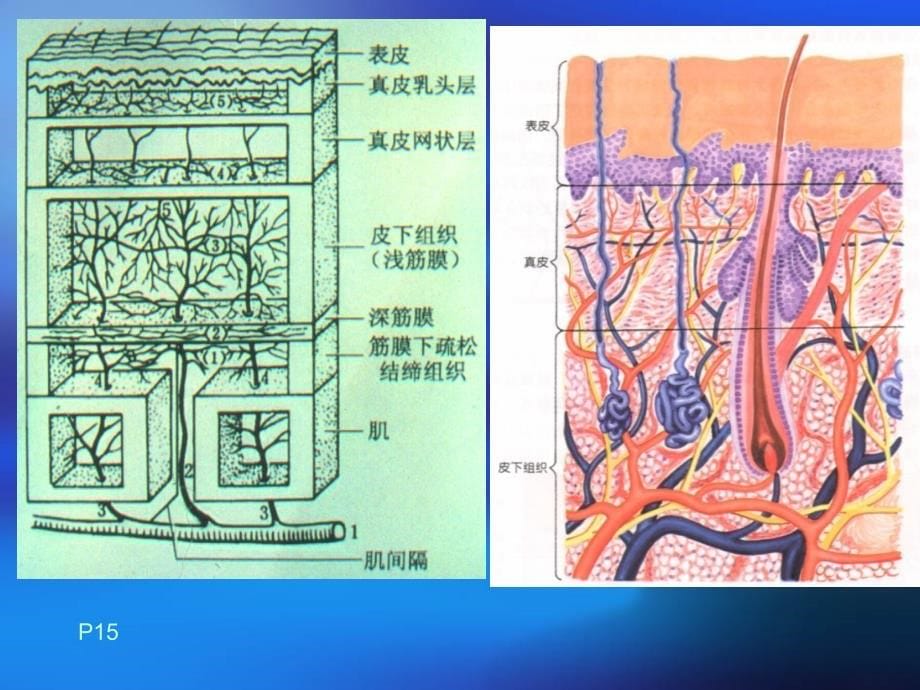 皮瓣显微外科_第5页