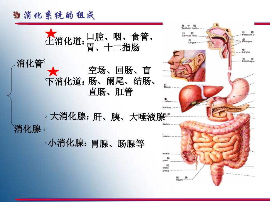 胃的形态结构PPT课件_第2页