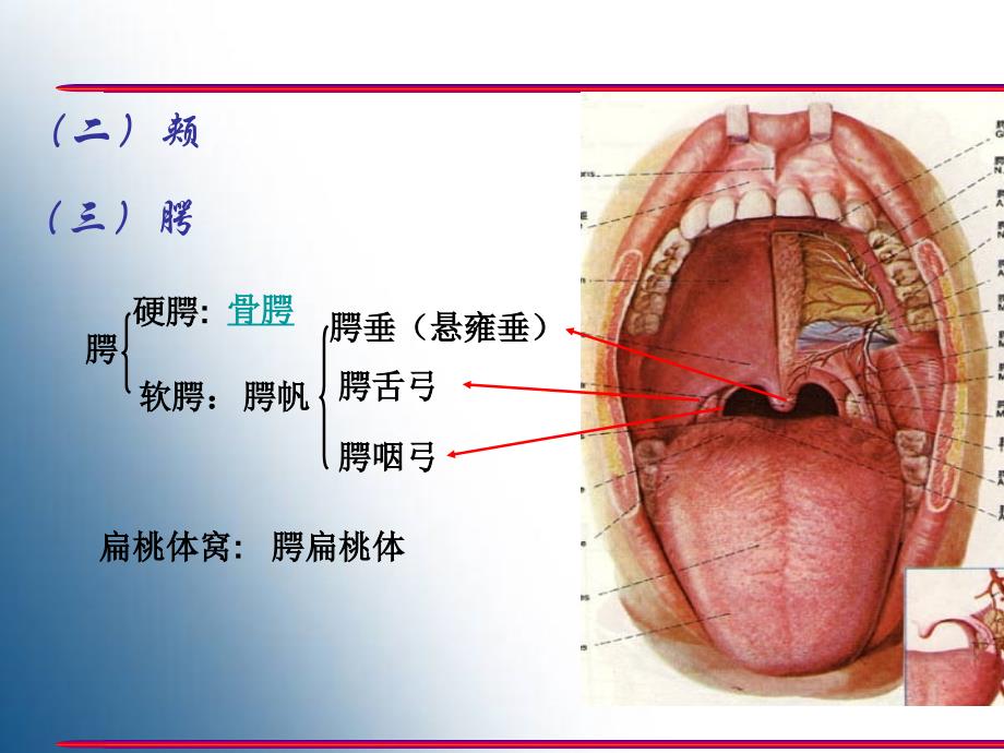 胃的形态结构PPT课件_第3页