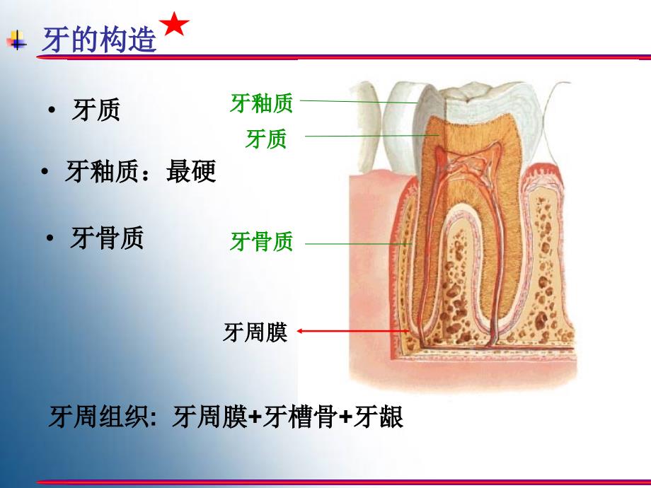 胃的形态结构PPT课件_第4页