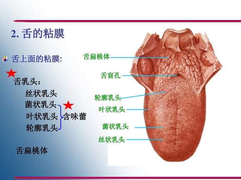 胃的形态结构PPT课件_第5页