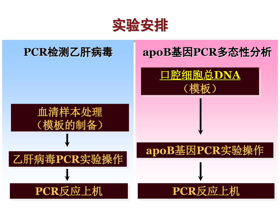 分子医学技能：实验二 PCR检测乙肝病毒-PCR分析apoB基因多态性_第2页