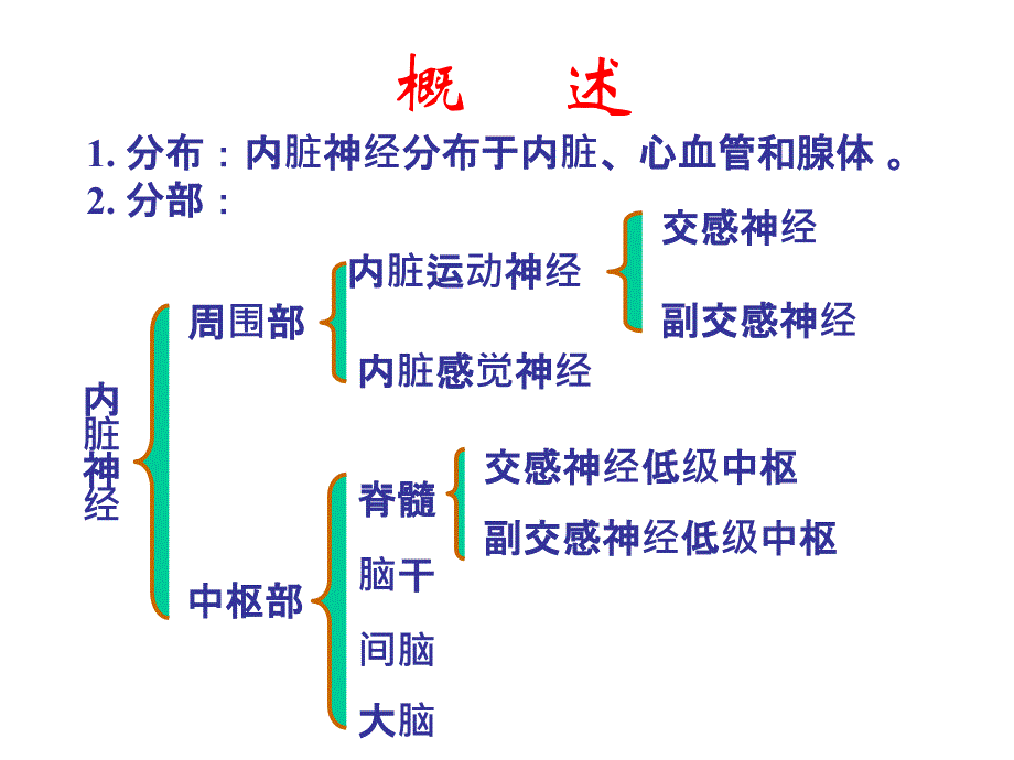 33内脏神经PPT文档_第1页