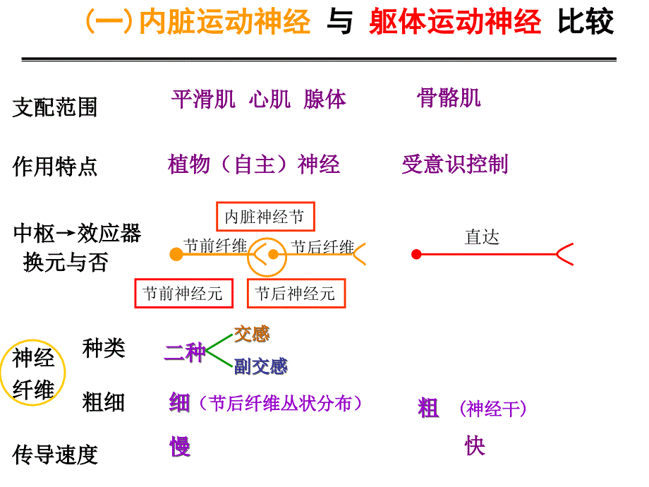 33内脏神经PPT文档_第3页