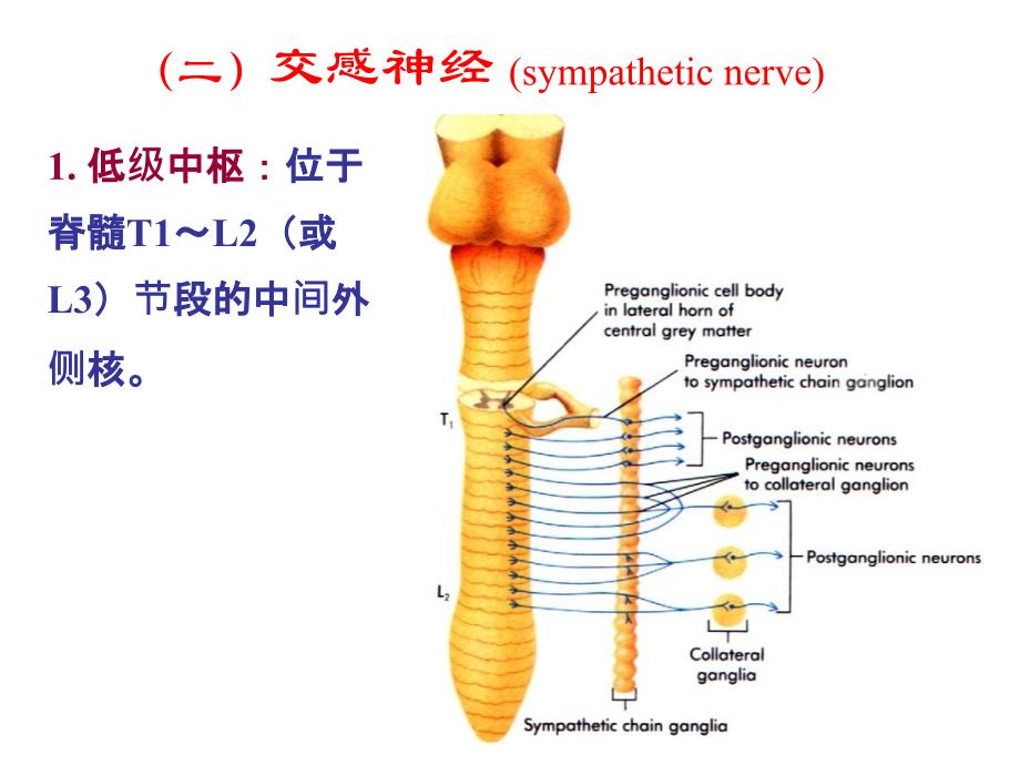 33内脏神经PPT文档_第4页