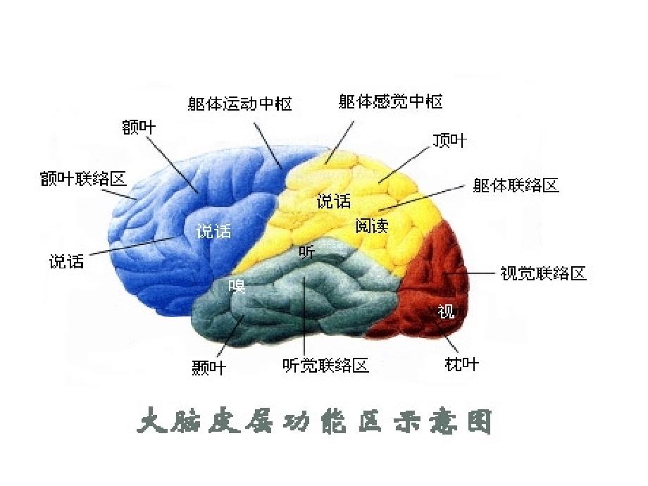 阐述颅脑肿瘤课件_第4页