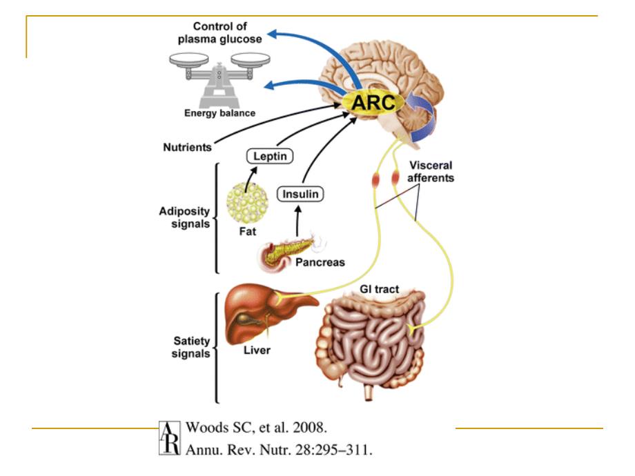 食欲调控-外周、中枢与应激_第2页