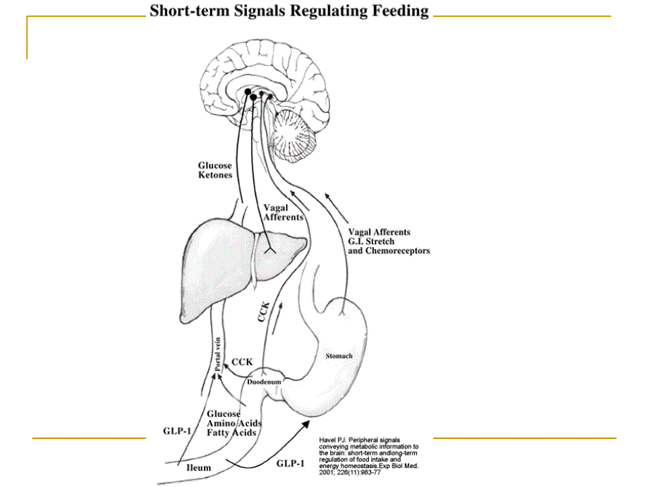 食欲调控-外周、中枢与应激_第3页