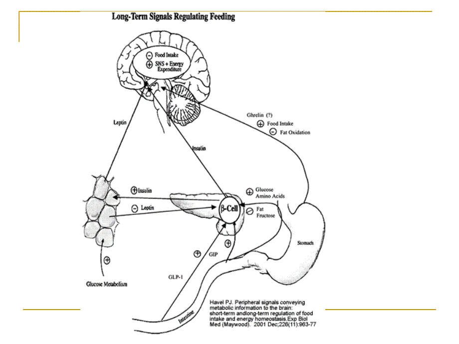 食欲调控-外周、中枢与应激_第4页