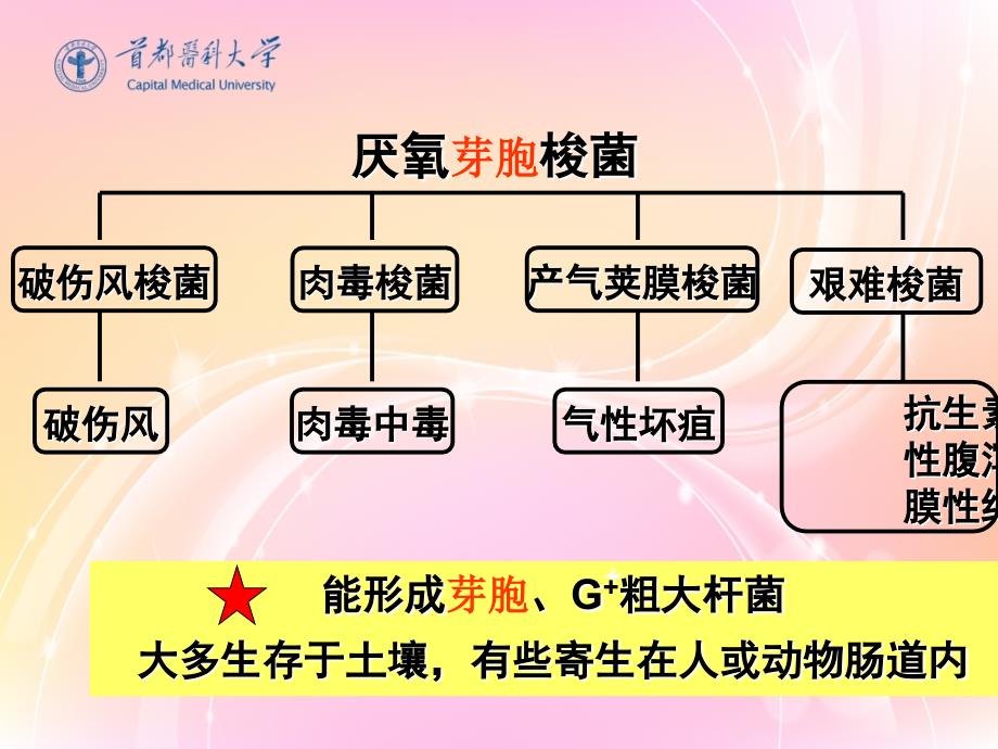 厌氧菌课件.ppt_第3页