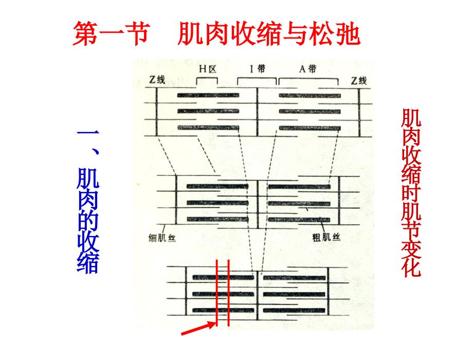 《宰后肉的变化》PPT课件.ppt_第4页