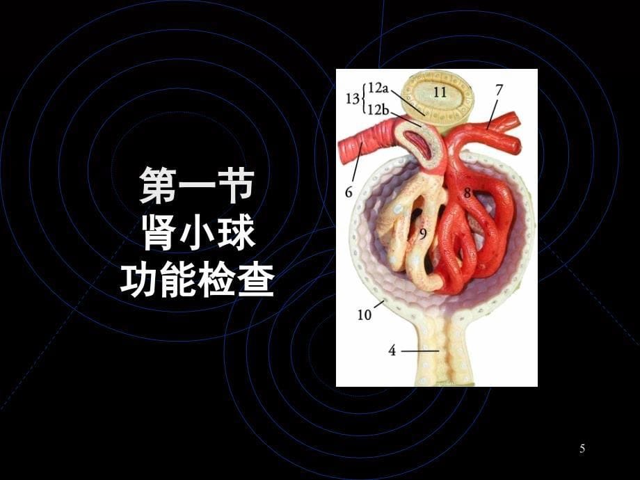 临检肾脏疾病_第5页