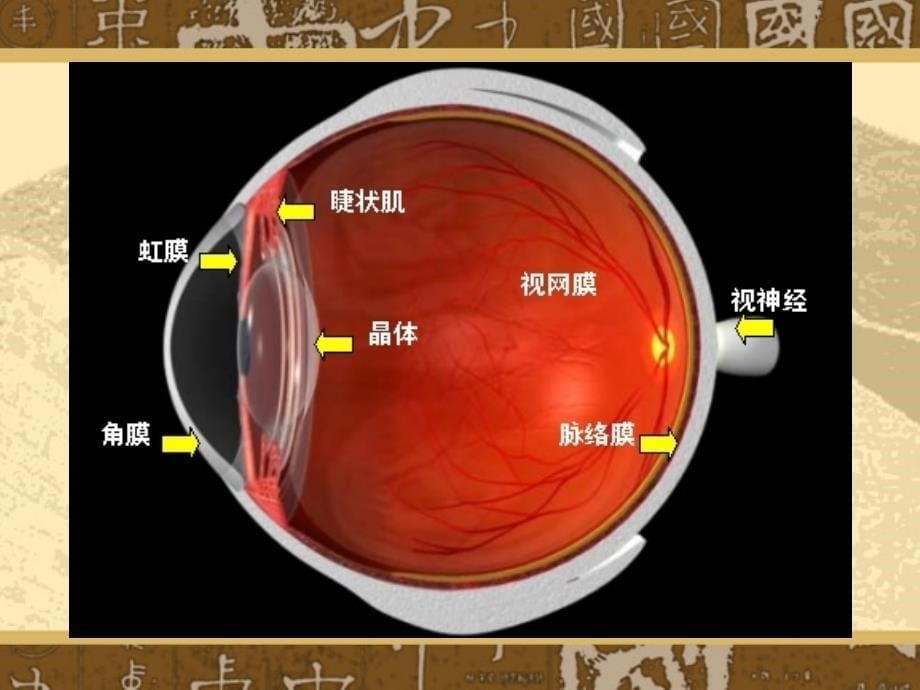 眼科学讲义视光PPT课件_第5页