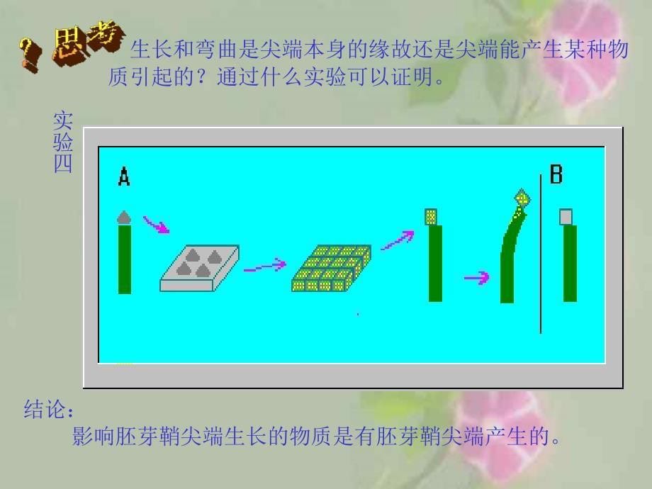 植物的生命活动调节_第5页