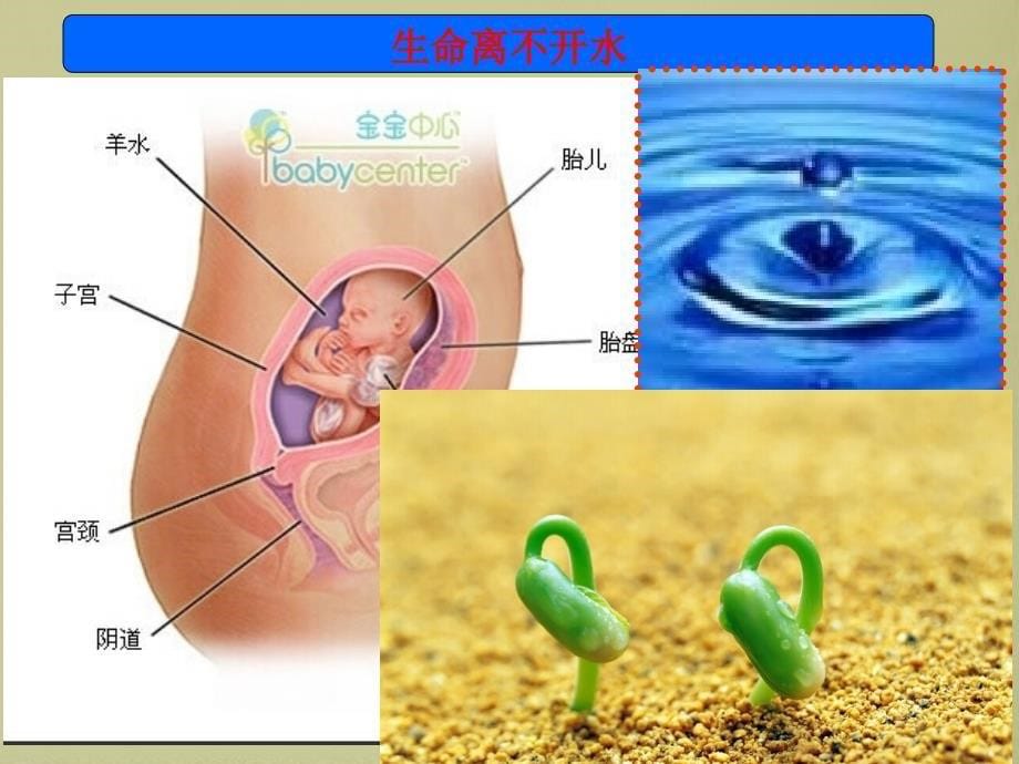 高中生物必修1细胞中的无机物PPT_第5页