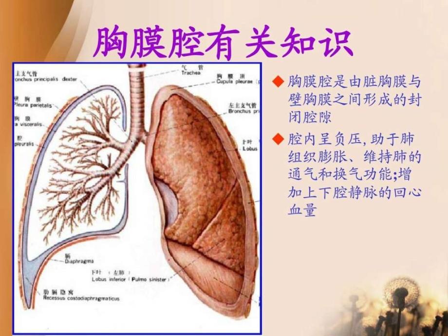 胸腔闭式引流术图文ppt课件_第3页