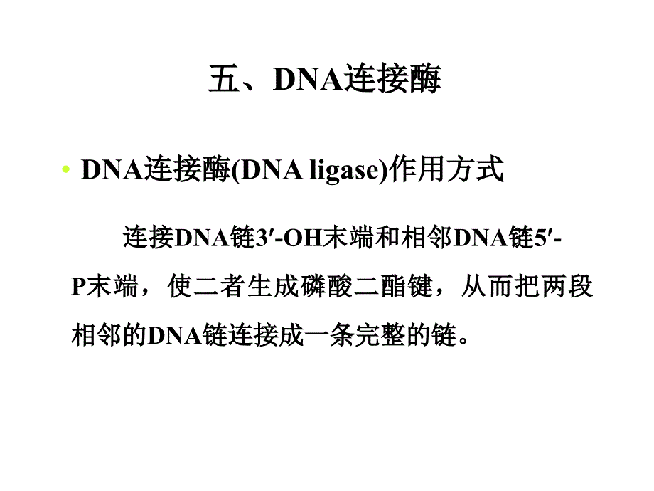 生化课件DNA合成_第3页