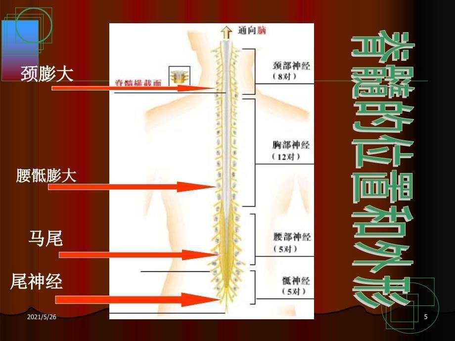 脊髓损伤-(2)PPT优秀课件_第5页