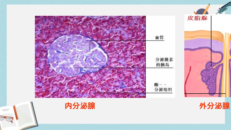 七年级生物下册人教版第四节_激素调节_课件_第4页