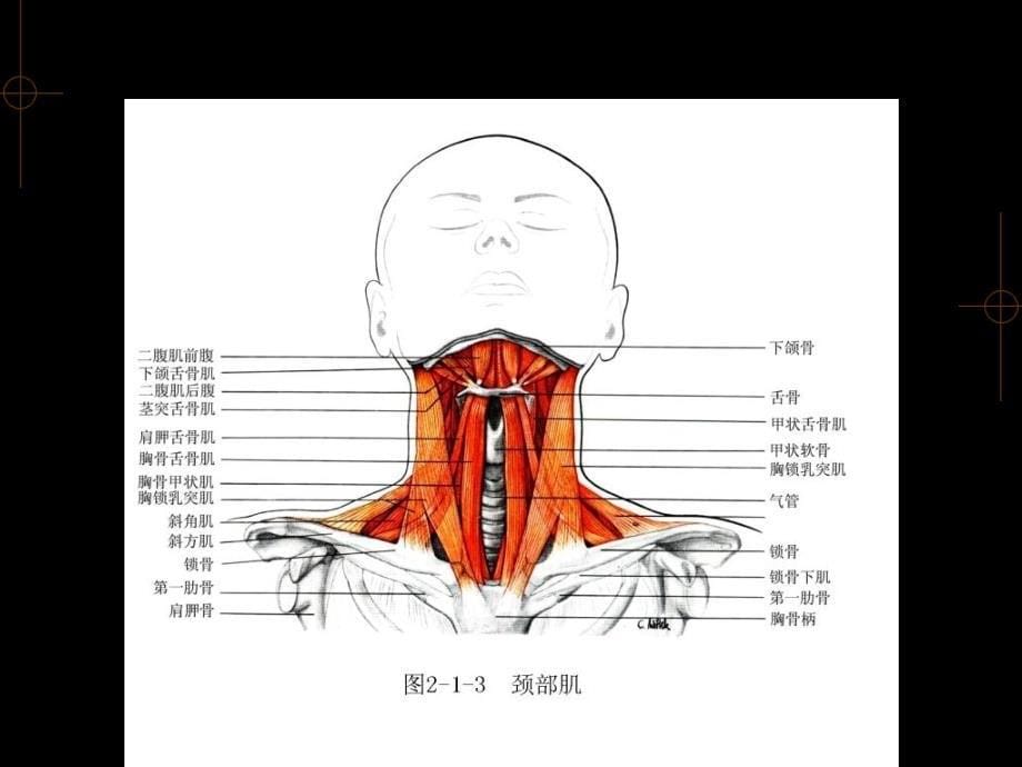 15颈部浅结构、颈前区PPT文档资料_第5页
