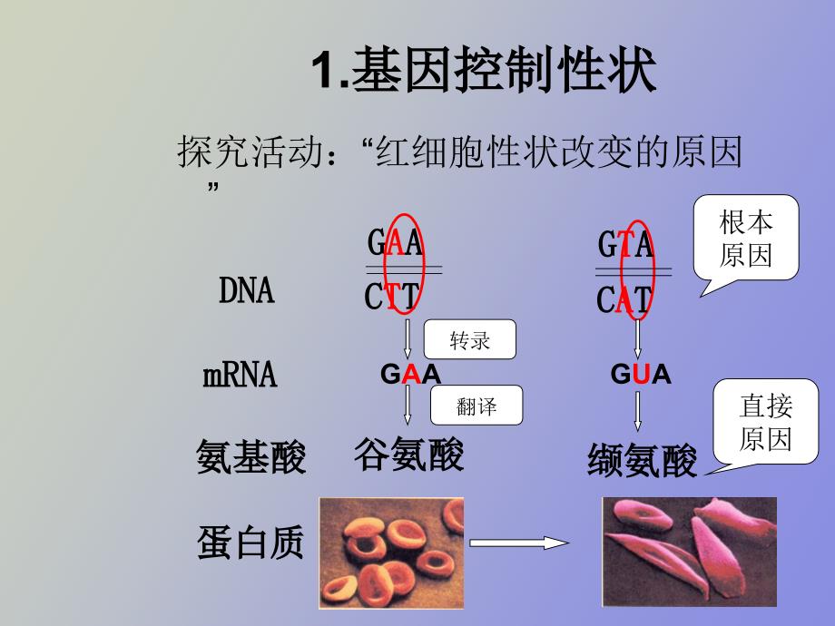 基因与性状课件中图版_第4页