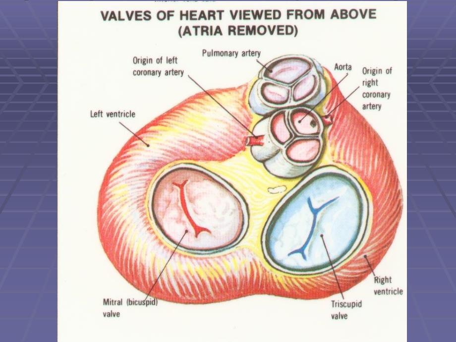 医学专题：心脏瓣膜病的病征_第2页
