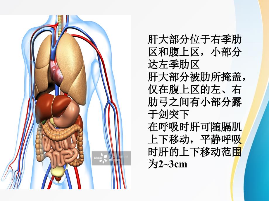 肝功能检查PPT课件共89页_第4页