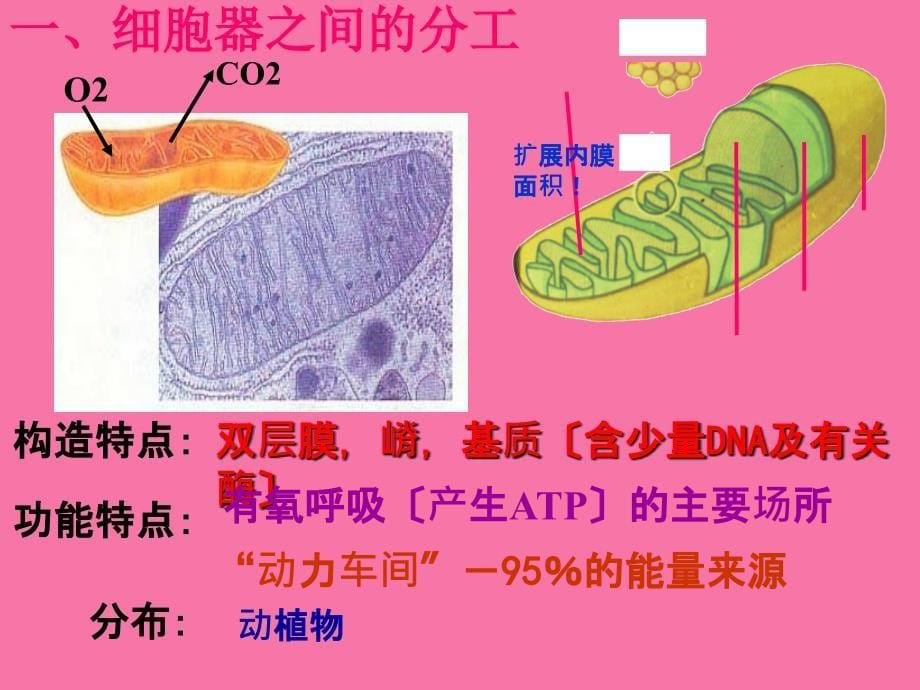 生物必修一人教版第2节细胞器系统内的分工合作ppt课件_第5页