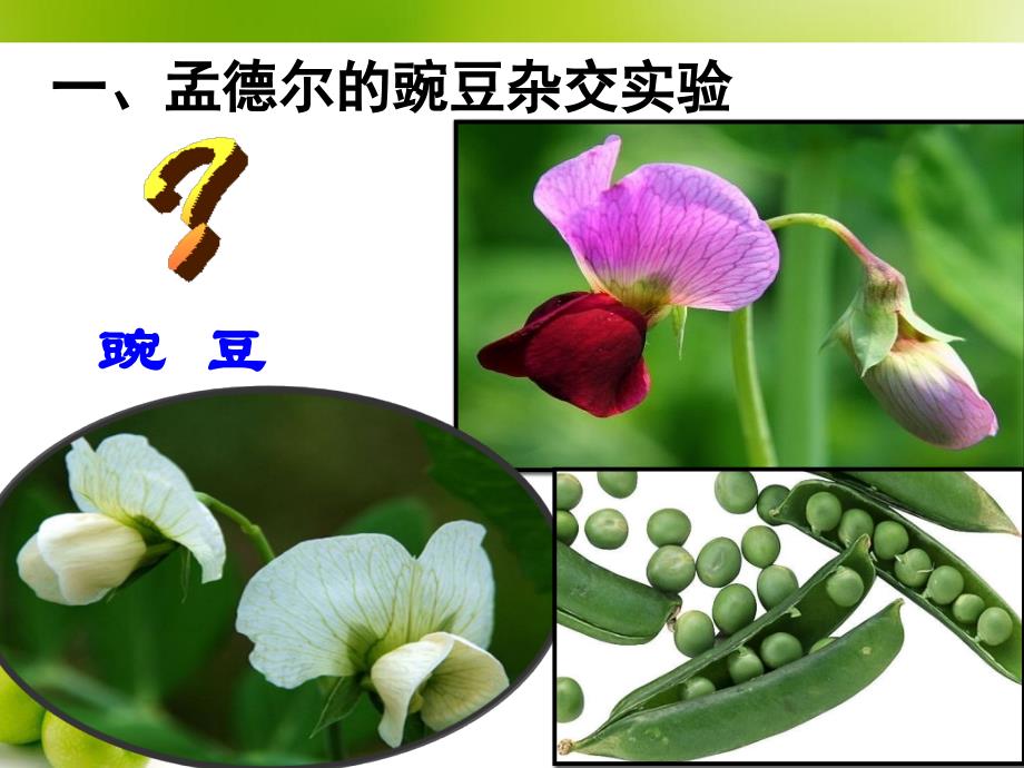 高中生物02基因分离定律_第4页