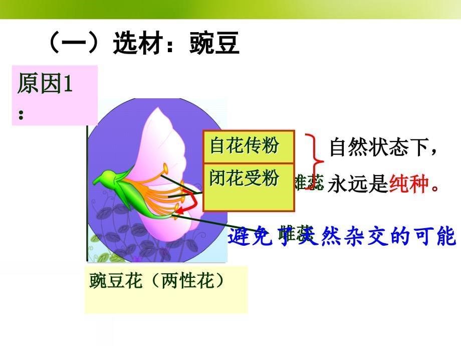 高中生物02基因分离定律_第5页