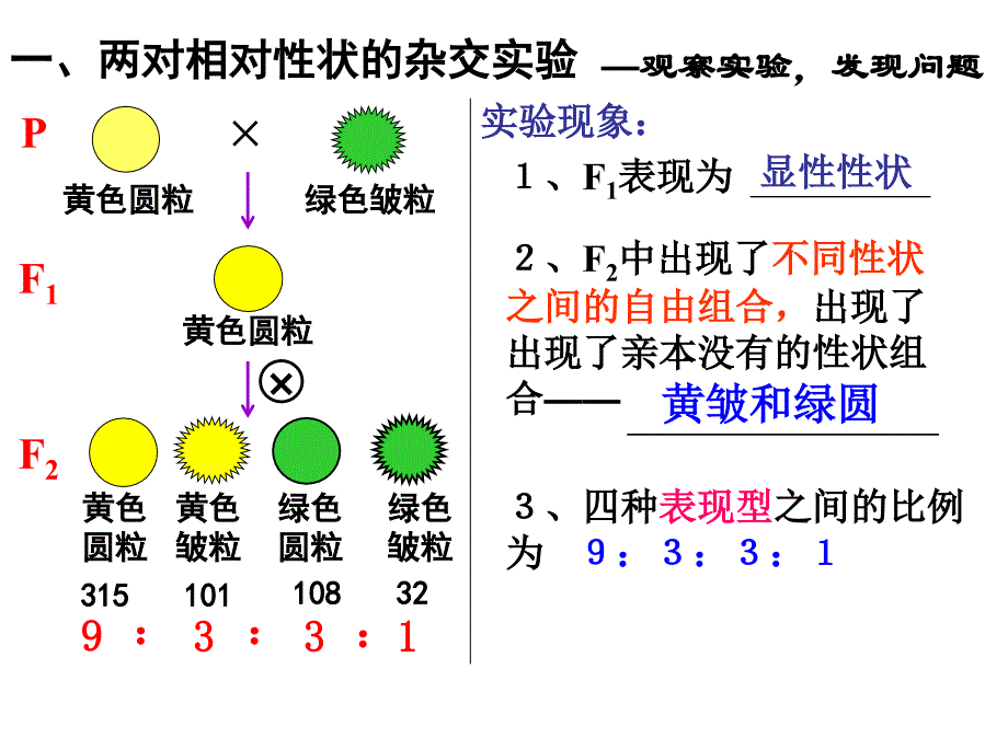 1.2孟德尔的豌豆杂交实验课件8_第4页