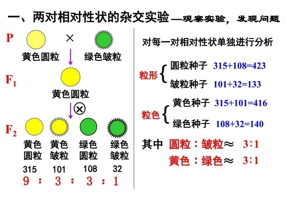 1.2孟德尔的豌豆杂交实验课件8_第5页