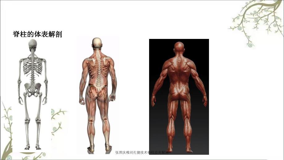 张照庆椎间孔镜技术脊柱应用解剖_第2页