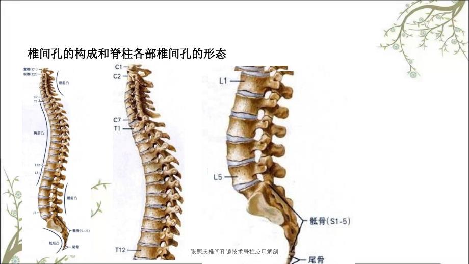 张照庆椎间孔镜技术脊柱应用解剖_第3页