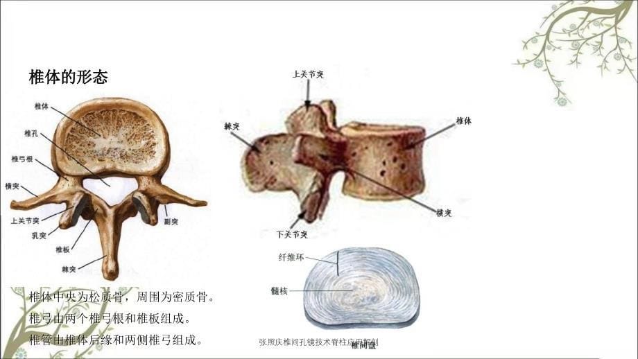 张照庆椎间孔镜技术脊柱应用解剖_第5页