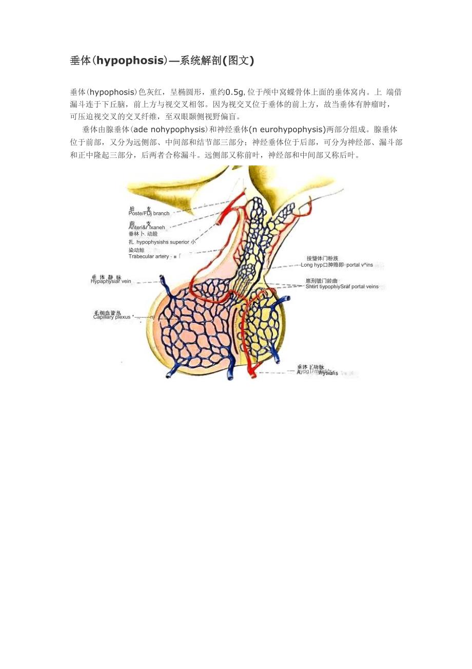 大体解剖-垂体_第1页