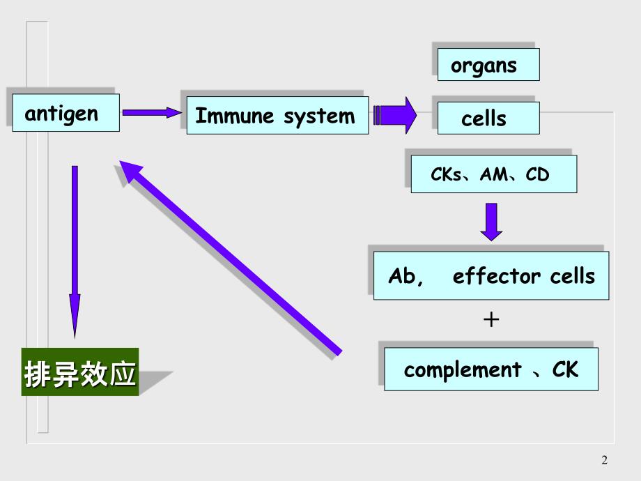 4免疫应答的特点及调节_第2页