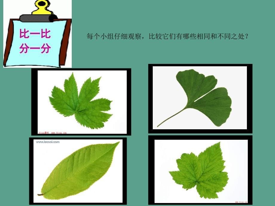 苏教版小学科学三年级下册叶和花ppt课件_第5页