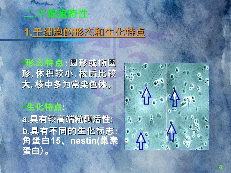 干细胞的临床应用和研究状况_第4页