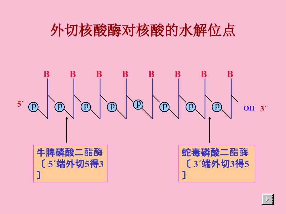 核酸的酶促降解和核苷酸代谢1ppt课件_第4页