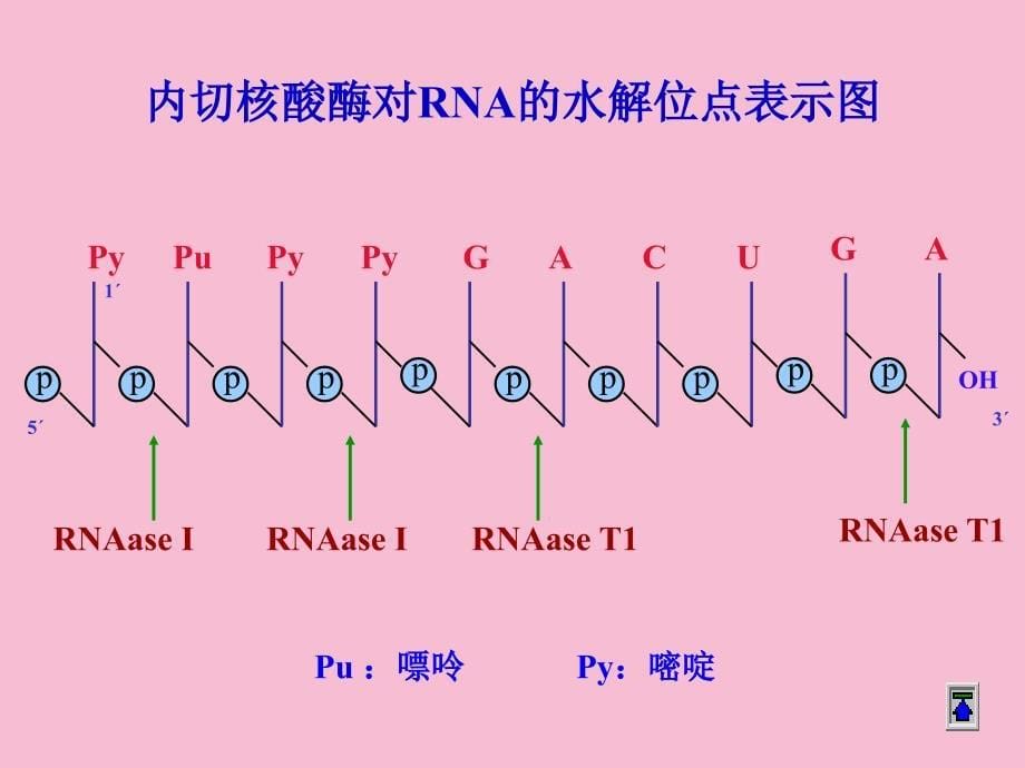 核酸的酶促降解和核苷酸代谢1ppt课件_第5页