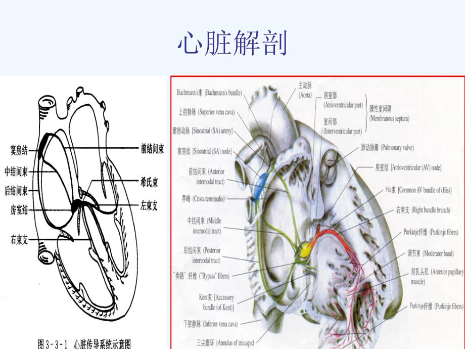 心力衰竭讲义ppt课件_第4页