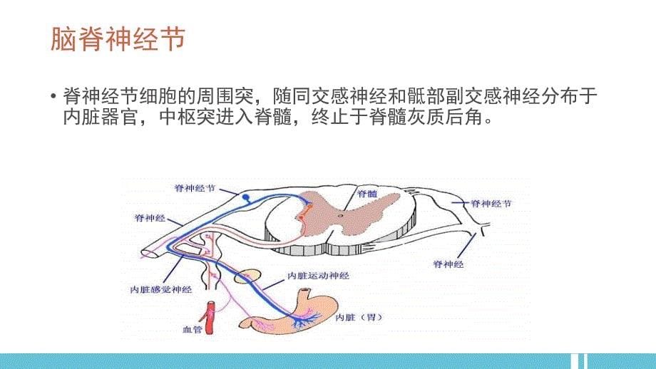 嗜铬细胞瘤 (影像)_第5页